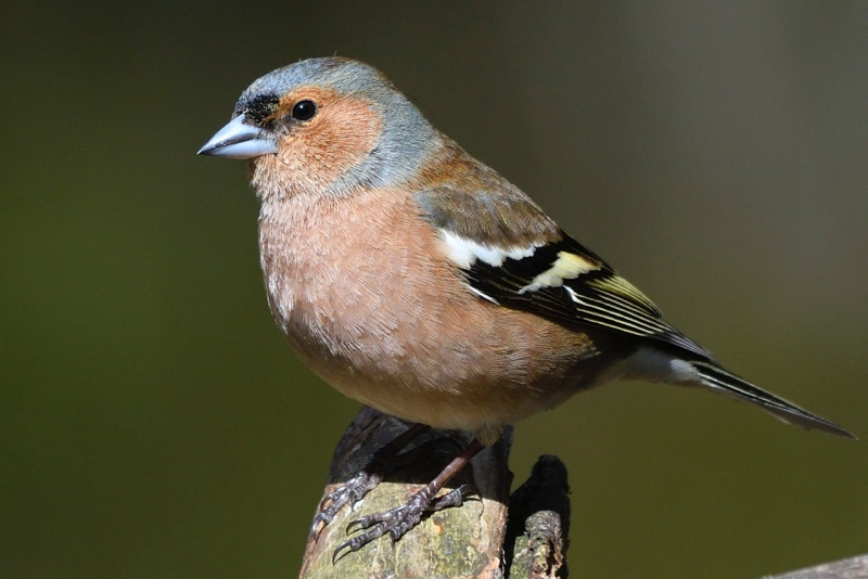 A red-backed chaffinch on a branch.